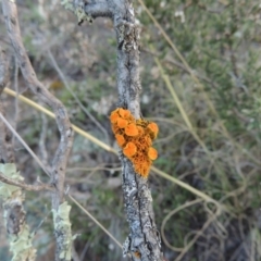 Teloschistes sp. (genus) (A lichen) at Theodore, ACT - 13 Sep 2014 by MichaelBedingfield