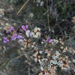 Glycine clandestina (Twining Glycine) at Theodore, ACT - 13 Sep 2014 by MichaelBedingfield