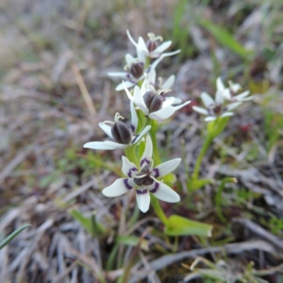 Wurmbea dioica subsp. dioica (Early Nancy) at Theodore, ACT - 13 Sep 2014 by michaelb