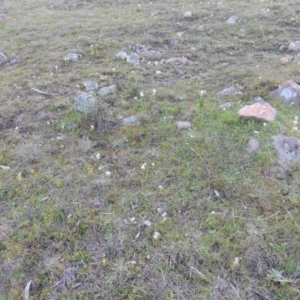 Wurmbea dioica subsp. dioica at Theodore, ACT - 13 Sep 2014