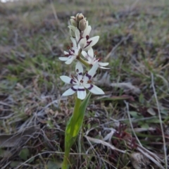 Wurmbea dioica subsp. dioica at Theodore, ACT - 13 Sep 2014 06:43 PM