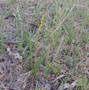 Bulbine bulbosa at Theodore, ACT - 13 Sep 2014