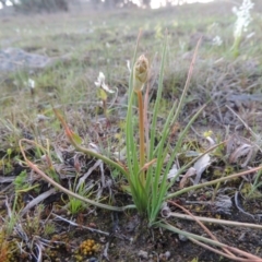 Bulbine bulbosa at Theodore, ACT - 13 Sep 2014