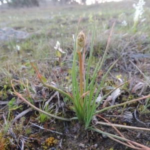 Bulbine bulbosa at Theodore, ACT - 13 Sep 2014