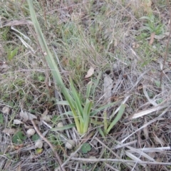 Dianella sp. aff. longifolia (Benambra) (Pale Flax Lily, Blue Flax Lily) at Theodore, ACT - 13 Sep 2014 by MichaelBedingfield