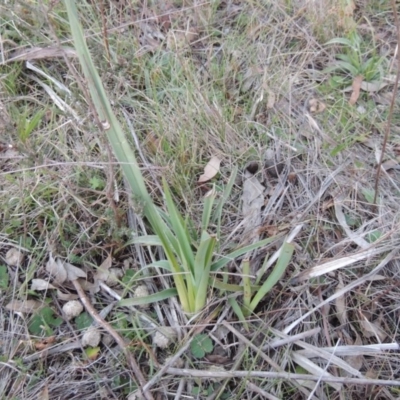 Dianella sp. aff. longifolia (Benambra) (Pale Flax Lily, Blue Flax Lily) at Theodore, ACT - 13 Sep 2014 by MichaelBedingfield