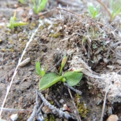 Ophioglossum lusitanicum (Adder's Tongue) at Theodore, ACT - 13 Sep 2014 by MichaelBedingfield