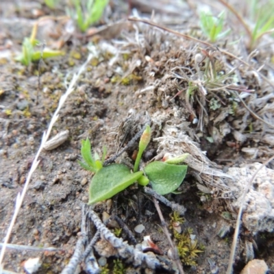 Ophioglossum lusitanicum (Adder's Tongue) at Theodore, ACT - 13 Sep 2014 by MichaelBedingfield