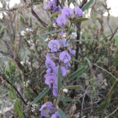 Hovea heterophylla (Common Hovea) at Theodore, ACT - 13 Sep 2014 by michaelb