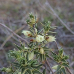 Melichrus urceolatus (Urn Heath) at Theodore, ACT - 13 Sep 2014 by michaelb