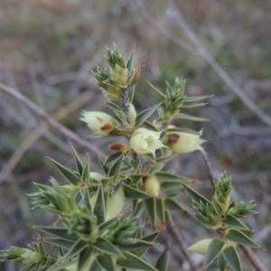 Melichrus urceolatus at Theodore, ACT - 13 Sep 2014