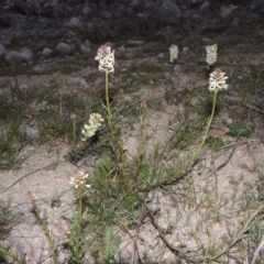Stackhousia monogyna (Creamy Candles) at Tuggeranong Hill - 13 Sep 2014 by michaelb