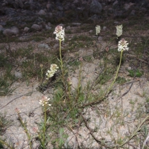 Stackhousia monogyna at Theodore, ACT - 13 Sep 2014