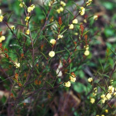 Acacia siculiformis (Dagger Wattle) at Tuggeranong Hill - 26 Sep 2000 by michaelb