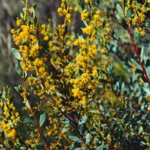 Acacia buxifolia subsp. buxifolia at Theodore, ACT - 26 Sep 2001 12:00 AM