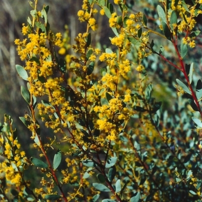 Acacia buxifolia subsp. buxifolia (Box-leaf Wattle) at Theodore, ACT - 25 Sep 2001 by michaelb