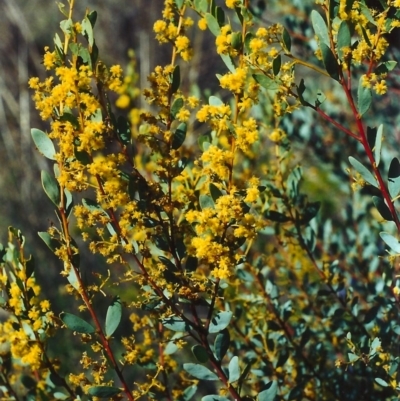 Acacia buxifolia subsp. buxifolia (Box-leaf Wattle) at Theodore, ACT - 26 Sep 2001 by MichaelBedingfield