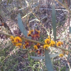 Daviesia mimosoides (Bitter Pea) at Farrer Ridge - 16 Sep 2014 by galah681