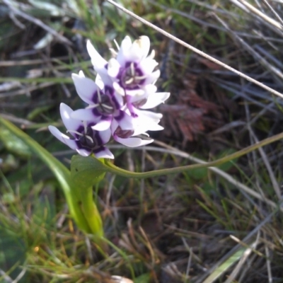 Wurmbea dioica subsp. dioica (Early Nancy) at Farrer Ridge - 16 Sep 2014 by galah681