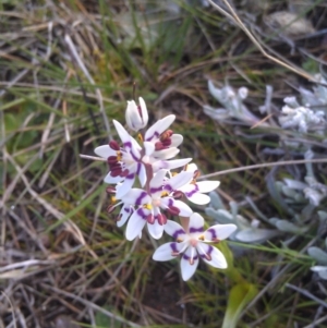 Wurmbea dioica subsp. dioica at Farrer Ridge - 17 Sep 2014 08:41 AM