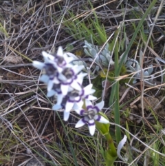 Wurmbea dioica subsp. dioica at Farrer Ridge - 17 Sep 2014 08:41 AM