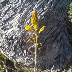 Bulbine bulbosa at Farrer Ridge - 17 Sep 2014 08:43 AM