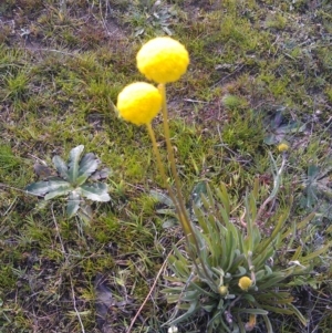 Craspedia variabilis at Farrer Ridge - suppressed