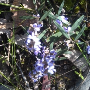 Hovea heterophylla at Farrer Ridge - 17 Sep 2014