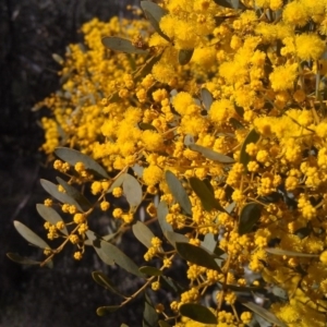 Acacia buxifolia subsp. buxifolia at Farrer Ridge - 17 Sep 2014