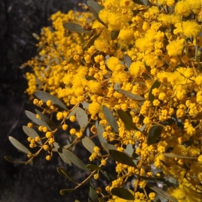 Acacia buxifolia subsp. buxifolia (Box-leaf Wattle) at Farrer Ridge - 17 Sep 2014 by galah681