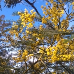 Acacia decurrens (Green Wattle) at Farrer Ridge - 16 Sep 2014 by galah681