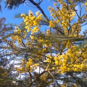 Acacia decurrens at Farrer Ridge - 17 Sep 2014 09:02 AM