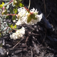 Pimelea linifolia (Slender Rice Flower) at Farrer Ridge - 16 Sep 2014 by galah681