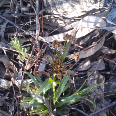 Luzula densiflora (Dense Wood-rush) at Farrer Ridge - 16 Sep 2014 by galah681