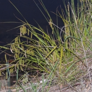 Carex fascicularis at Bonython, ACT - 13 Dec 2015 06:40 PM