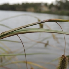 Carex fascicularis at Bonython, ACT - 13 Dec 2015 06:27 PM