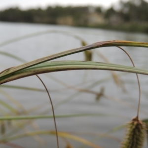 Carex fascicularis at Bonython, ACT - 13 Dec 2015 06:27 PM