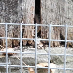 Christinus marmoratus at Fadden, ACT - 14 Jan 2016