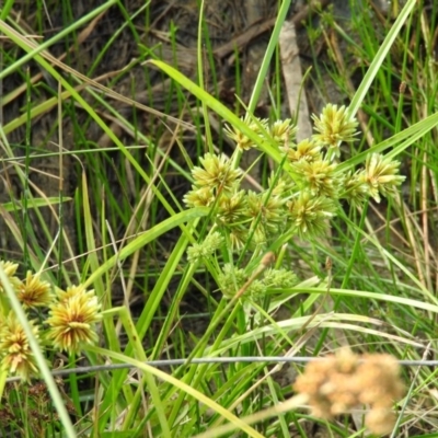 Cyperus eragrostis (Umbrella Sedge) at Gilmore, ACT - 14 Jan 2016 by ArcherCallaway