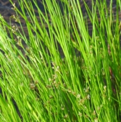 Juncus articulatus subsp. articulatus (Jointed Rush) at Gilmore, ACT - 14 Jan 2016 by ArcherCallaway