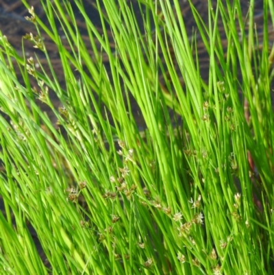 Juncus articulatus subsp. articulatus (Jointed Rush) at Gilmore, ACT - 13 Jan 2016 by ArcherCallaway