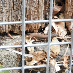 Saproscincus mustelinus at Fadden, ACT - 14 Jan 2016