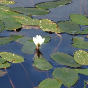 Ottelia ovalifolia subsp. ovalifolia at Gilmore, ACT - 14 Jan 2016