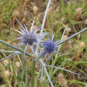 Eryngium ovinum at Dunlop, ACT - 26 Jan 2015