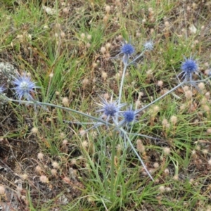 Eryngium ovinum at Dunlop, ACT - 26 Jan 2015