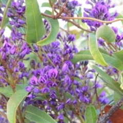 Hardenbergia violacea (False Sarsaparilla) at Banks, ACT - 15 Sep 2014 by michaelb