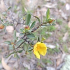 Hibbertia obtusifolia at Banks, ACT - 15 Sep 2014