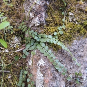 Asplenium flabellifolium at Banks, ACT - 15 Sep 2014 06:33 PM