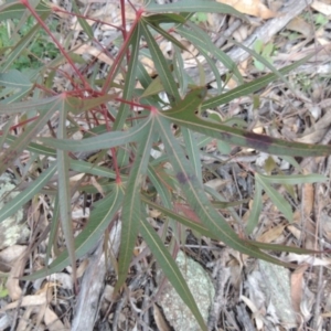 Brachychiton populneus subsp. populneus at Banks, ACT - 15 Sep 2014