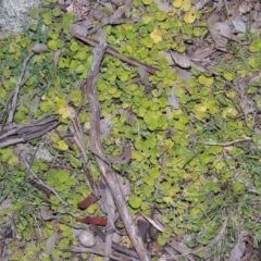 Dichondra repens (Kidney Weed) at Banks, ACT - 15 Sep 2014 by michaelb